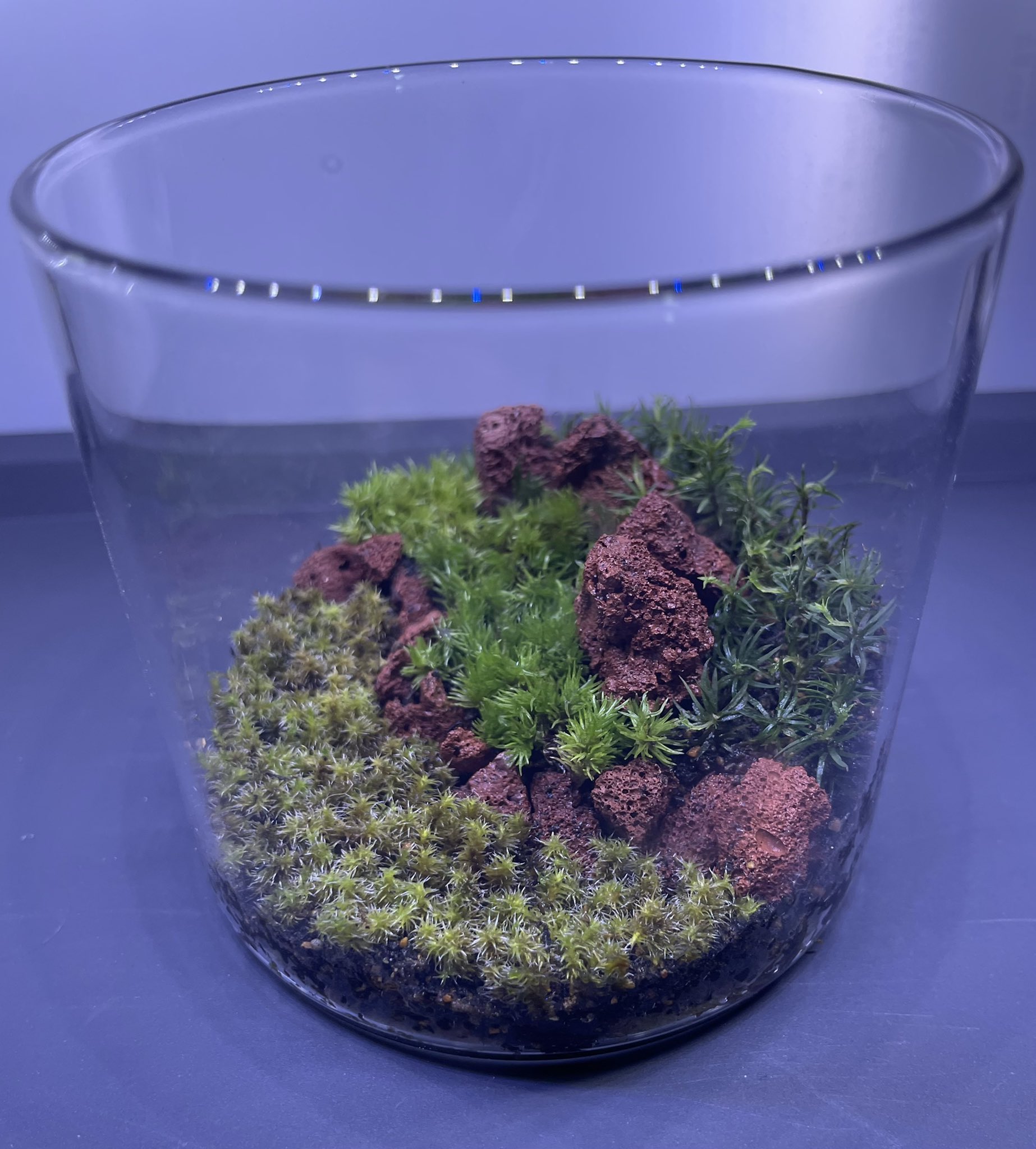 تويتر コリドラス على تويتر 2 苔テラリウム 昨日100均で購入したガラス容器で造りました 先ずは1個目 苔 苔リウム 苔テラリウム テラリウム T Co 3v96tnshhq تويتر コリドラス على تويتر 2 苔テラリウム 昨日100均で購入したガラス容器で造りました 先ずは1個目 苔 苔リウム 苔テラリウム テラリウム T Co 3v96tnshhq