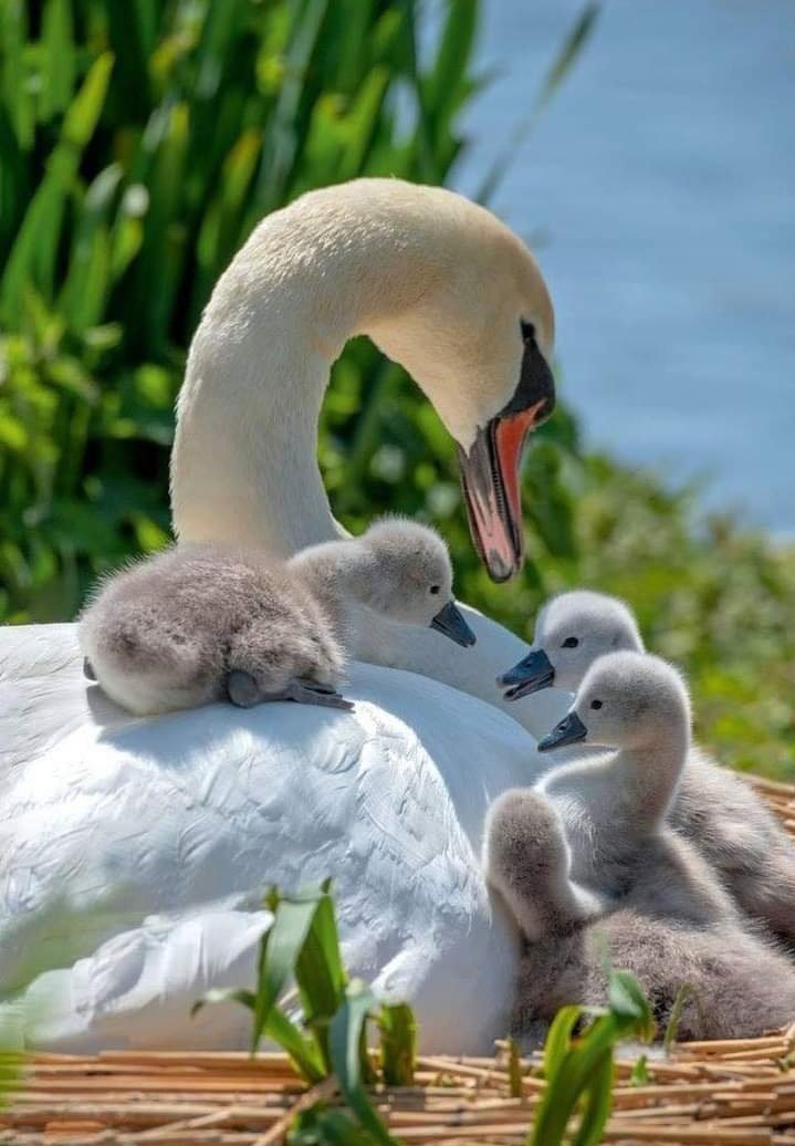 гусь гусыня и гусята. лебедь с птенцами. лебедь шипун самка. альбатрос семейство. детеныш лебедя.