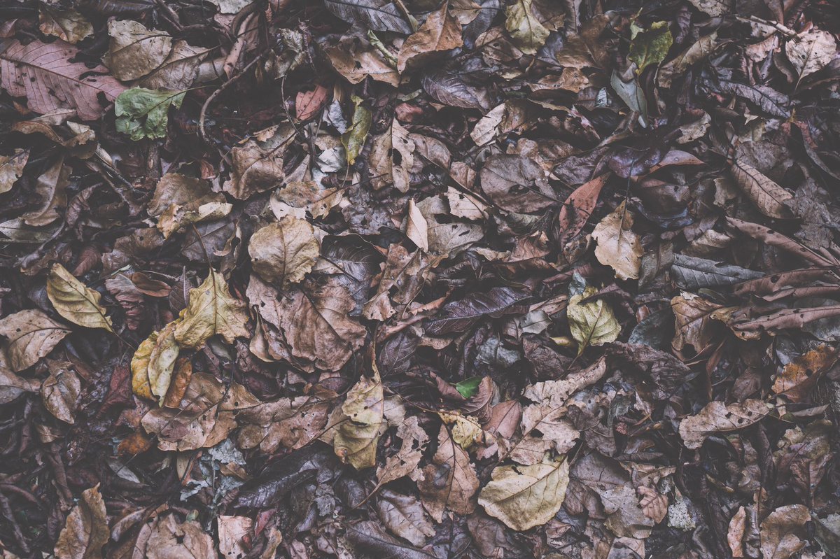 briskjourney's tweet photo. Don’t try to hang on to things that need to die, because oftentimes that death allows for something newer, better and stronger to rise up in its place. #nature #naturelovers #NaturePhotography #NatureBeauty #travelphotography #photography #PhotoOfTheDay #travel #photographers https://t.co/AKsUf4hrHZ