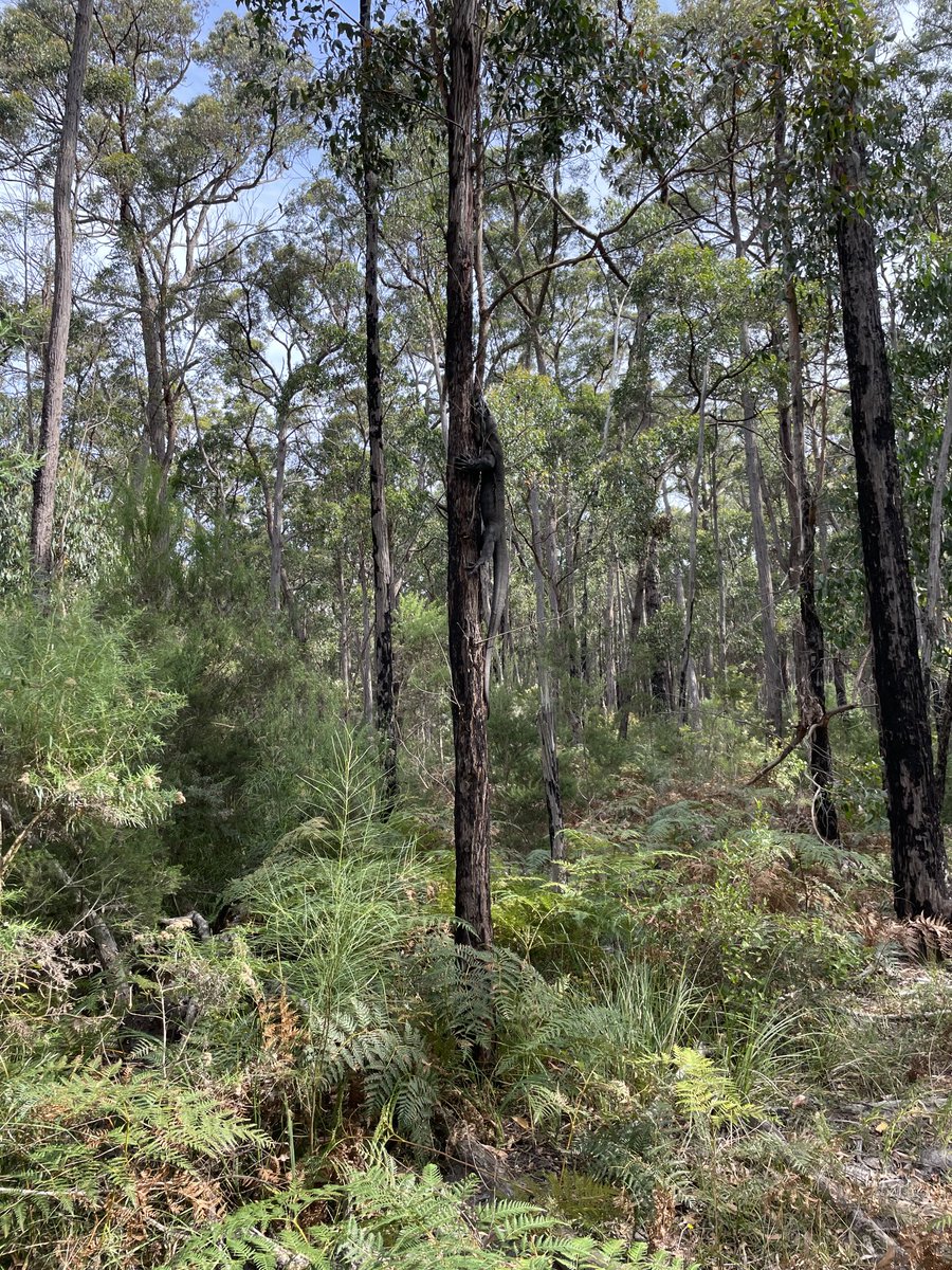 When you are on a bike ride and your 10 year old son surprises an endangered lace monitor basking on the track … race to the trees!