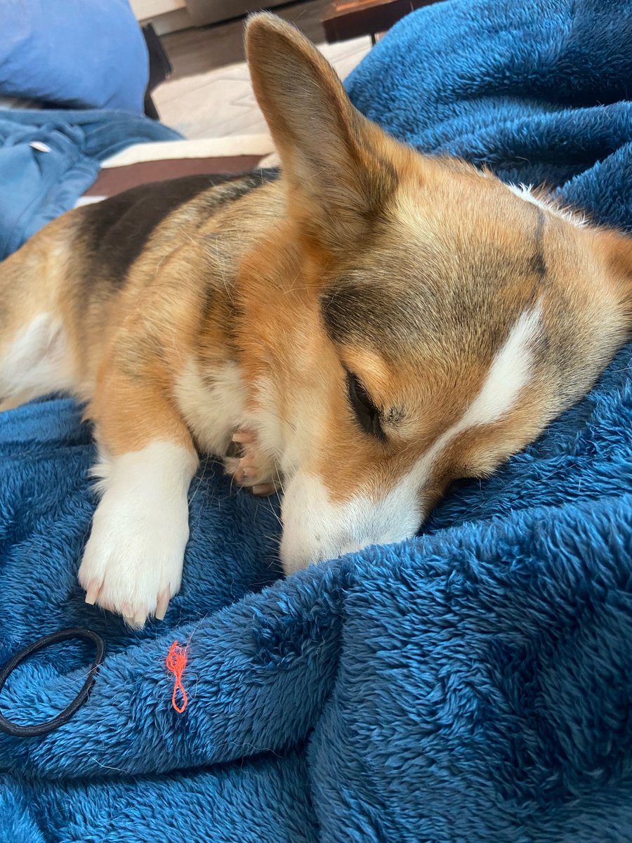 PAVGOD's tweet photo. friendly reminder to kiss ur dog goodnight https://t.co/UtIOD4unKb