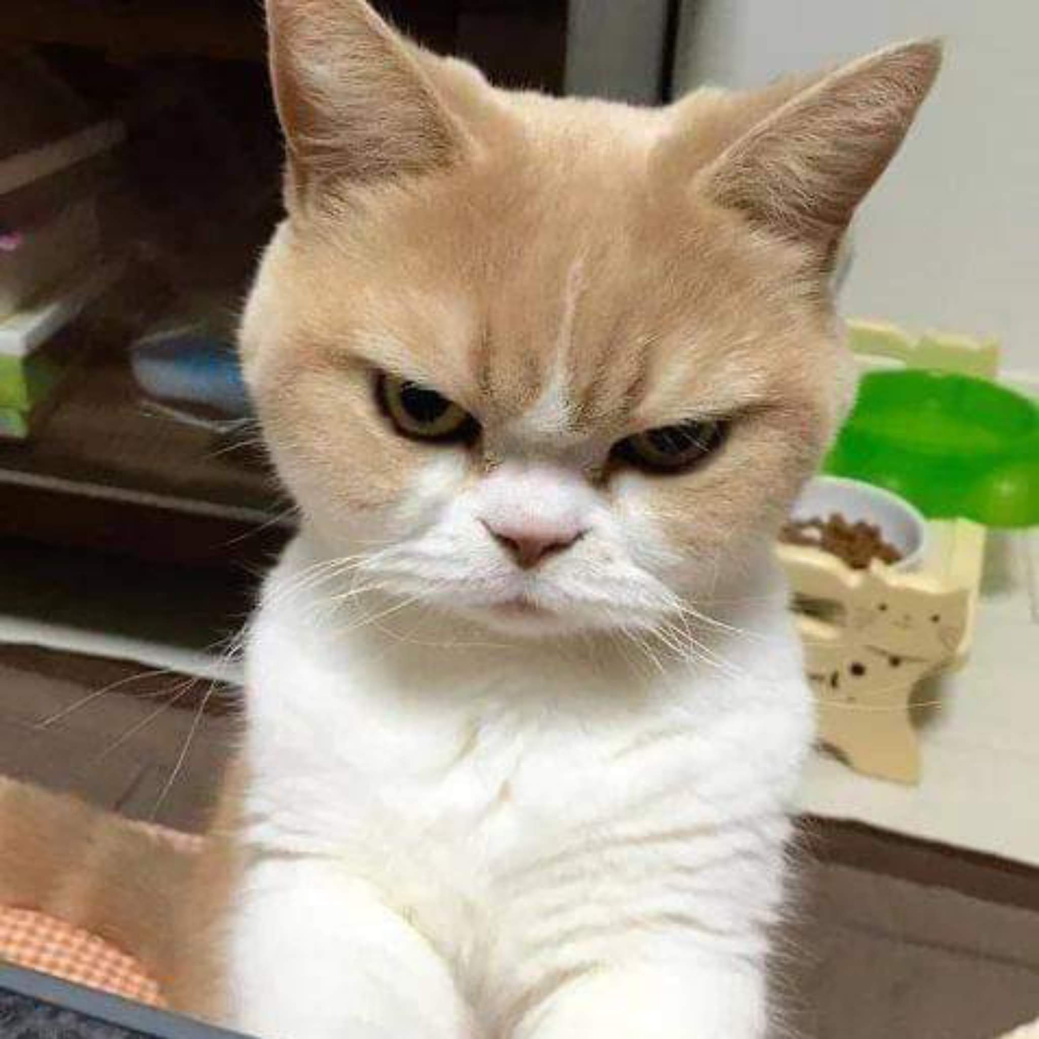 Недовольный кот
