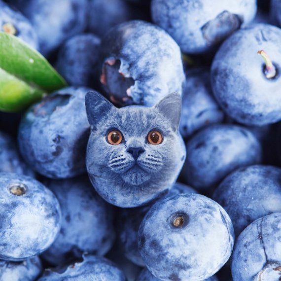 VideoGamerJoup9's tweet photo. Nintendo then: "We're a family friendly company!"
Cats if they were a blue berry: https://t.co/uaVzxpDz1s