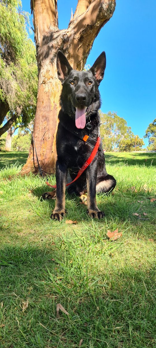 Talth3's tweet photo. Big day today - 6am start for a pack walk (about 14 other GSD) then off to another pack walk along the river (easily over 30 GSD)...
#gsd #gsdworld #gsdofinstagram #gsdsofinstagram #gsddog #germanshepherddog #germanshepherdloversofinstagram #germanshepherd #malinoislovers https://t.co/foh2u2MzvV