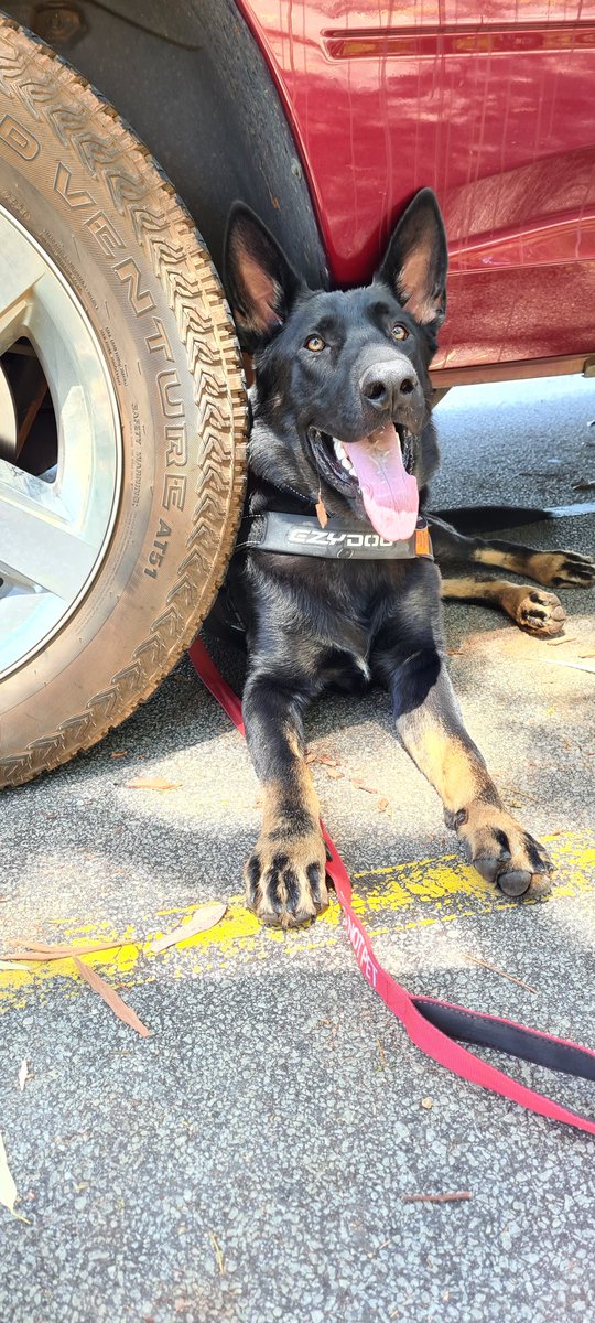 Talth3's tweet photo. Big day today - 6am start for a pack walk (about 14 other GSD) then off to another pack walk along the river (easily over 30 GSD)...
#gsd #gsdworld #gsdofinstagram #gsdsofinstagram #gsddog #germanshepherddog #germanshepherdloversofinstagram #germanshepherd #malinoislovers https://t.co/foh2u2MzvV