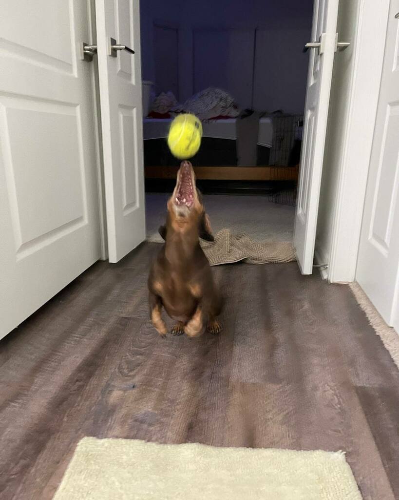 rhuntington3's tweet photo. Tell me you didn’t spend 30 minutes playing fetch with your dog in your master bath on a Saturday night because the lighting is good.  Which one is your favorite? Swipe ⬅️ to see all the pictures. 🐶 🎾 #BallIsLife #LifeIsBall #chocolateandtandachshund… https://t.co/pyM0smIVsO https://t.co/vw9FWI8sZD