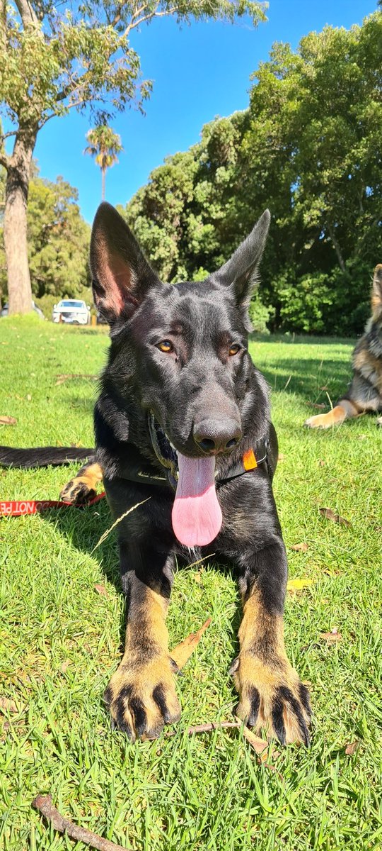 Talth3's tweet photo. Big day today - 6am start for a pack walk (about 14 other GSD) then off to another pack walk along the river (easily over 30 GSD)...
#gsd #gsdworld #gsdofinstagram #gsdsofinstagram #gsddog #germanshepherddog #germanshepherdloversofinstagram #germanshepherd #malinoislovers https://t.co/foh2u2MzvV