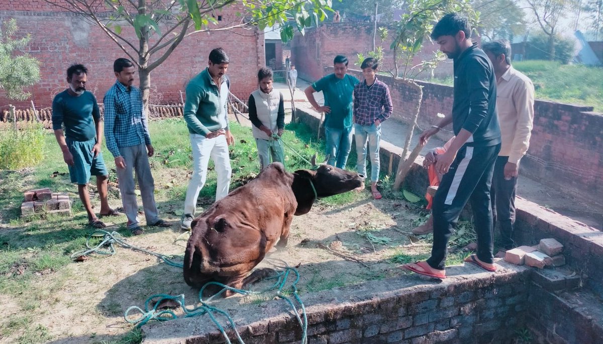 ABHISHAR100's tweet photo. टैंक में गाय के गिर जाने पर सूचना मिलते ही बेजुबान गौ रक्षा टीम ने पहुंचकर गाय को सुरक्षित बाहर निकाला!!
#Asothar #बेजुबान_गौ_रक्षा! https://t.co/NjPae7tbWK