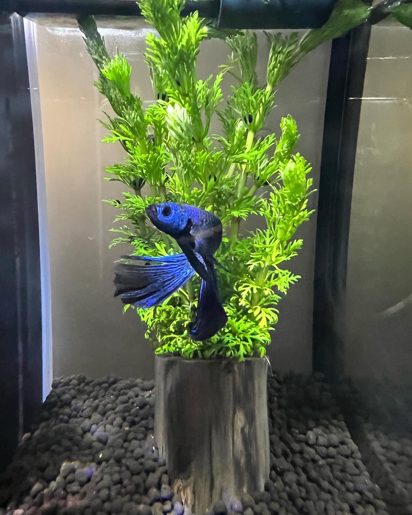تويتر Hiro 翔 和真 على تويتر ベタという熱帯魚です その種は闘魚と呼ばれ気象が荒く殺し合いまでしてしまう程なので基本単独飼育が好ましいと言われてます でも産卵 時期にベアリングする際は相性見計らってマッチングします 相性が良くても産卵後は