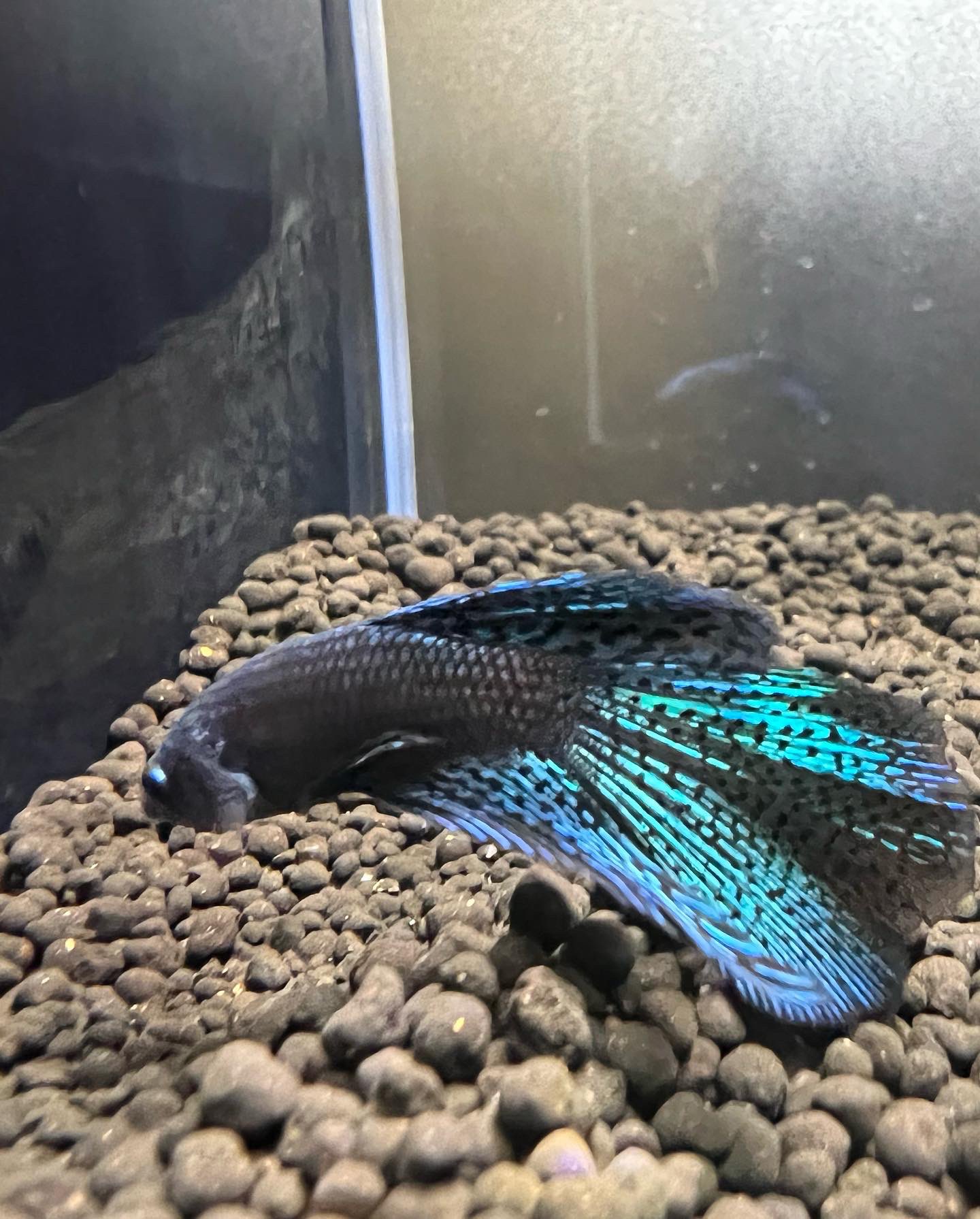 تويتر Hiro 翔 和真 على تويتر ベタという熱帯魚です その種は闘魚と呼ばれ気象が荒く殺し合いまでしてしまう程なので基本単独飼育が好ましいと言われてます でも産卵 時期にベアリングする際は相性見計らってマッチングします 相性が良くても産卵後は