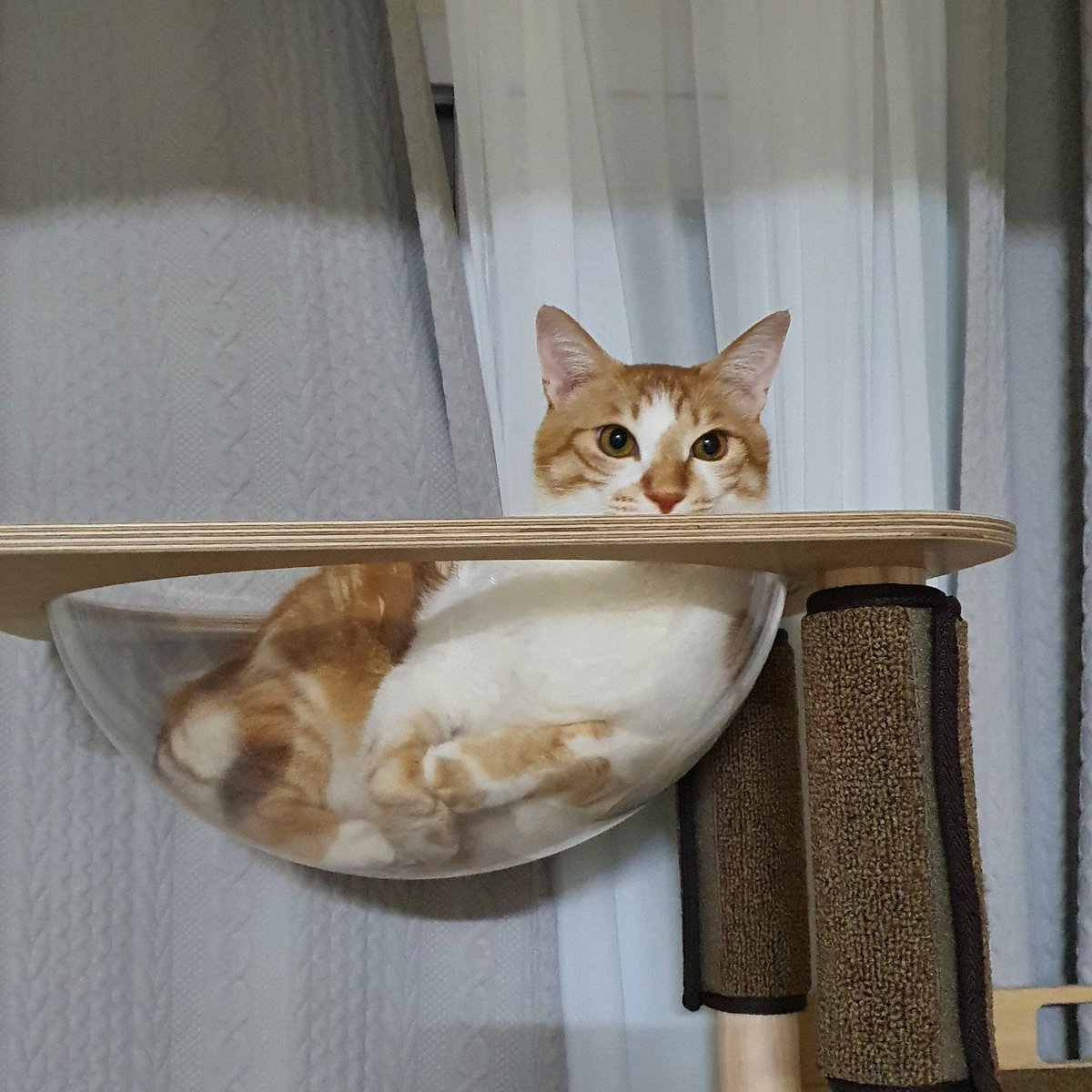 망고 요새 얼굴 리즈인듯
아니라고?
탕-!
아니라고?👀