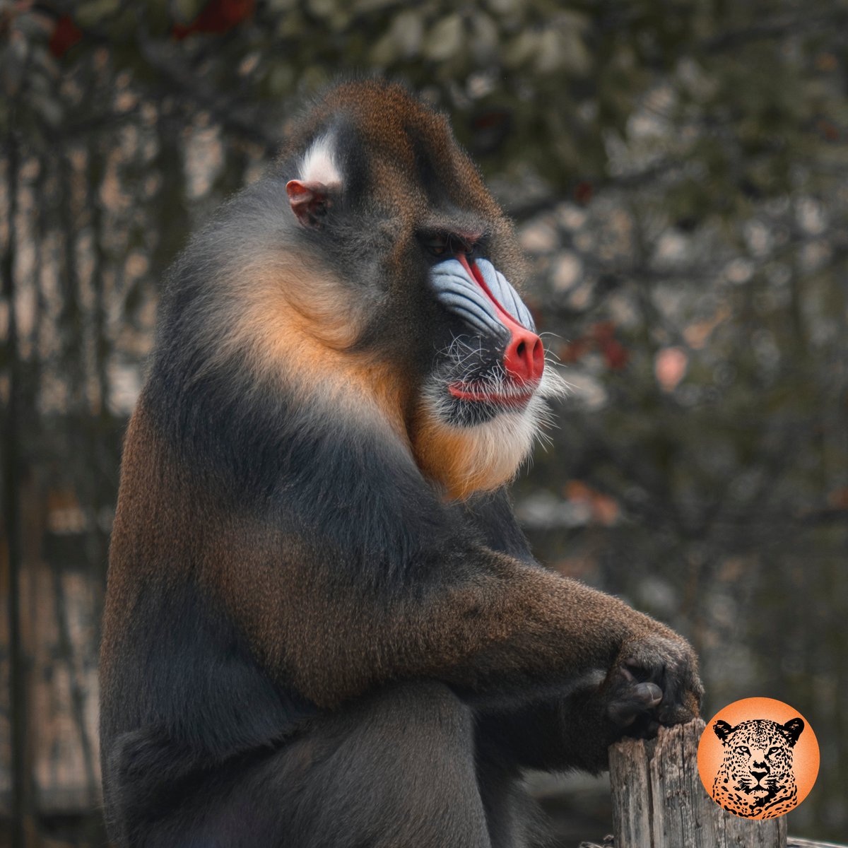 SafariUltimate's tweet photo. Fill in the blank.
If I could see one wild animal it would be a...

📷: Stanley Morales 

#mandril #mandrilbaboon #wildlife https://t.co/q8seSVABUe