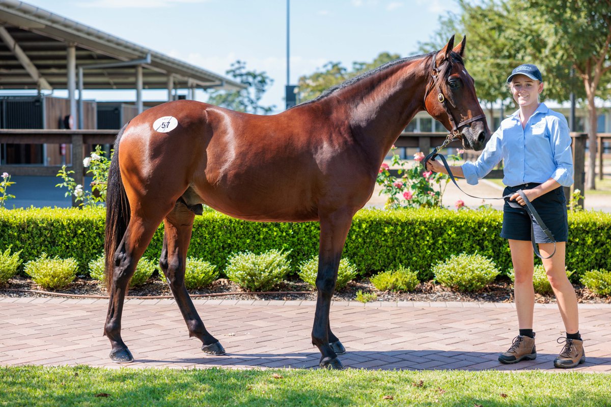 NutrienEquineSB's tweet photo. 📣🌟Congratulations to @howedenis Mataranka Park Standardbreds selling Lot 57 for $67,500 to Alf La Spina. https://t.co/y5rOwk7PIc