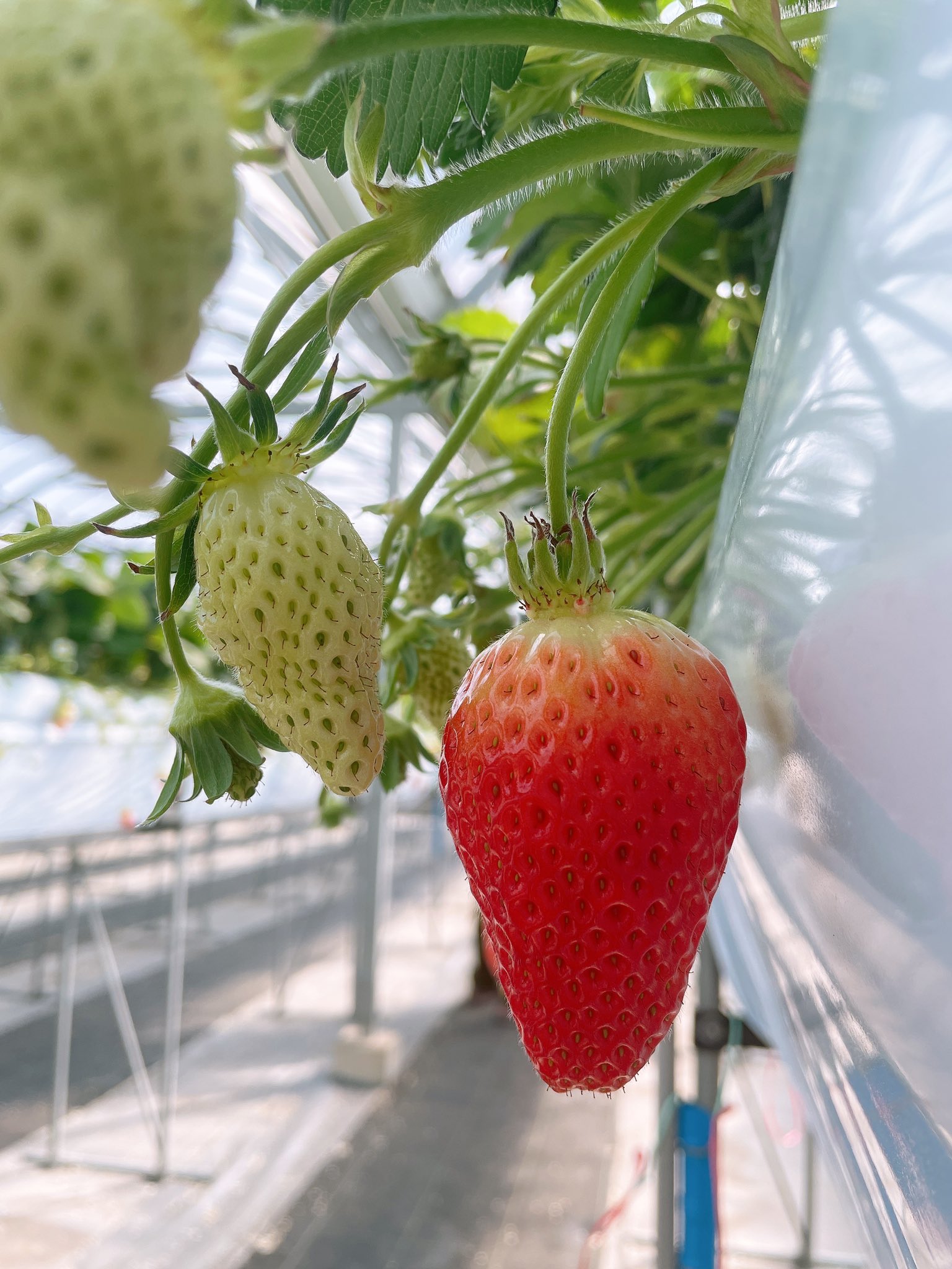 𝔸𝕪𝕒𝕟𝕠 今日は待ちに待ったいちご狩り 予約いっぱい過ぎて1ヶ月待った 大きいし甘いし美味しい 今年もおざきいちご園さんです いちご狩り 愛知県 田原市 T Co Opwa70brb3 Twitter 𝔸𝕪𝕒𝕟𝕠 今日は待ちに待ったいちご狩り 予約いっぱい過ぎて1ヶ月待った 大きいし甘いし美味しい 今年もおざきいちご園さんです いちご狩り 愛知県 田原市 T Co Opwa70brb3 Twitter