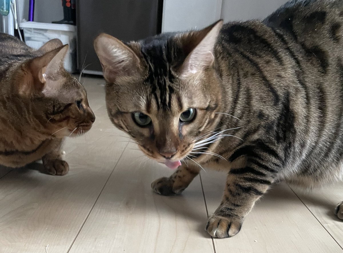 Mahipark222's tweet photo. おやつを食べてご満悦の顔😋
#猫のいる暮らし 
#ねこ 
#猫との生活 https://t.co/lasI5KEfZ6