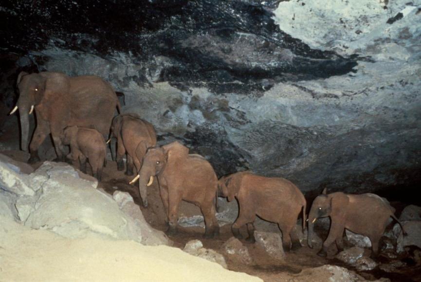 There’s a group of elephants in Africa that visits the same series of caves in an extinct volcano rich in salt &amp; over time they’ve deepened the caves by continuously chiseling off salt deposits with their tusks. Mining elephants 🐘⛏👍