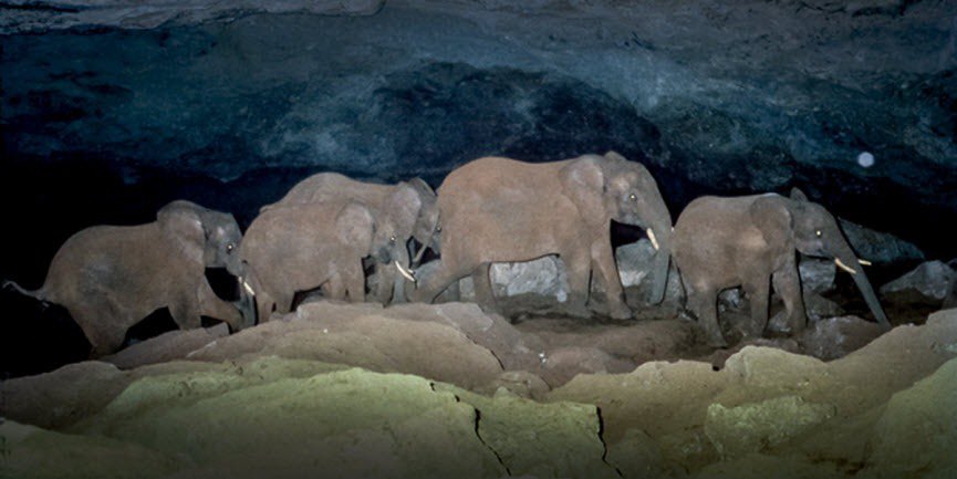 justinboldaji's tweet photo. There’s a group of elephants in Africa that visits the same series of caves in an extinct volcano rich in salt &amp; over time they’ve deepened the caves by continuously chiseling off salt deposits with their tusks. Mining elephants 🐘⛏👍 https://t.co/WA8uTQT6xz