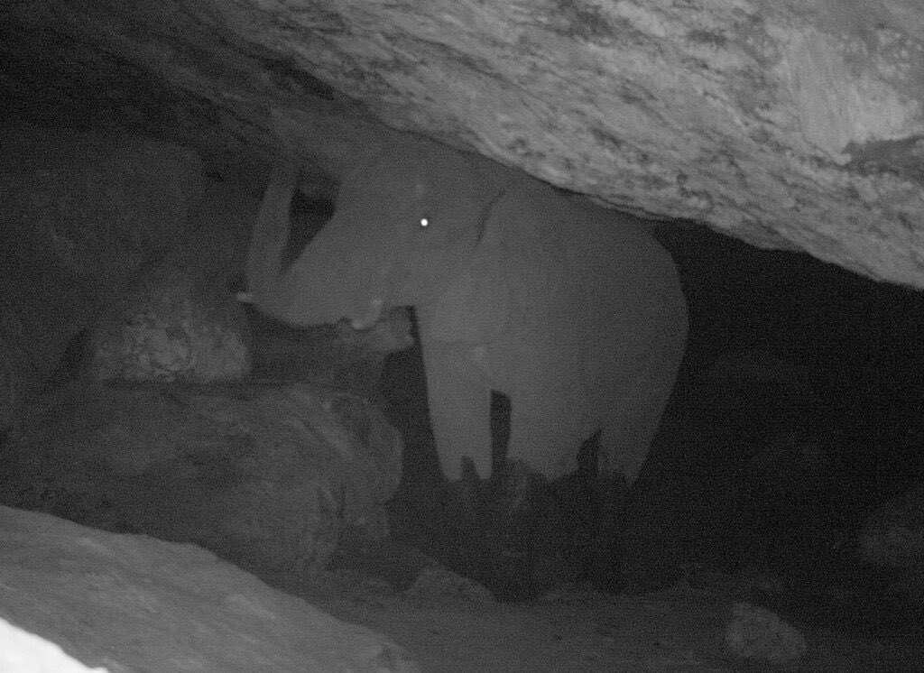 justinboldaji's tweet photo. There’s a group of elephants in Africa that visits the same series of caves in an extinct volcano rich in salt &amp; over time they’ve deepened the caves by continuously chiseling off salt deposits with their tusks. Mining elephants 🐘⛏👍 https://t.co/WA8uTQT6xz