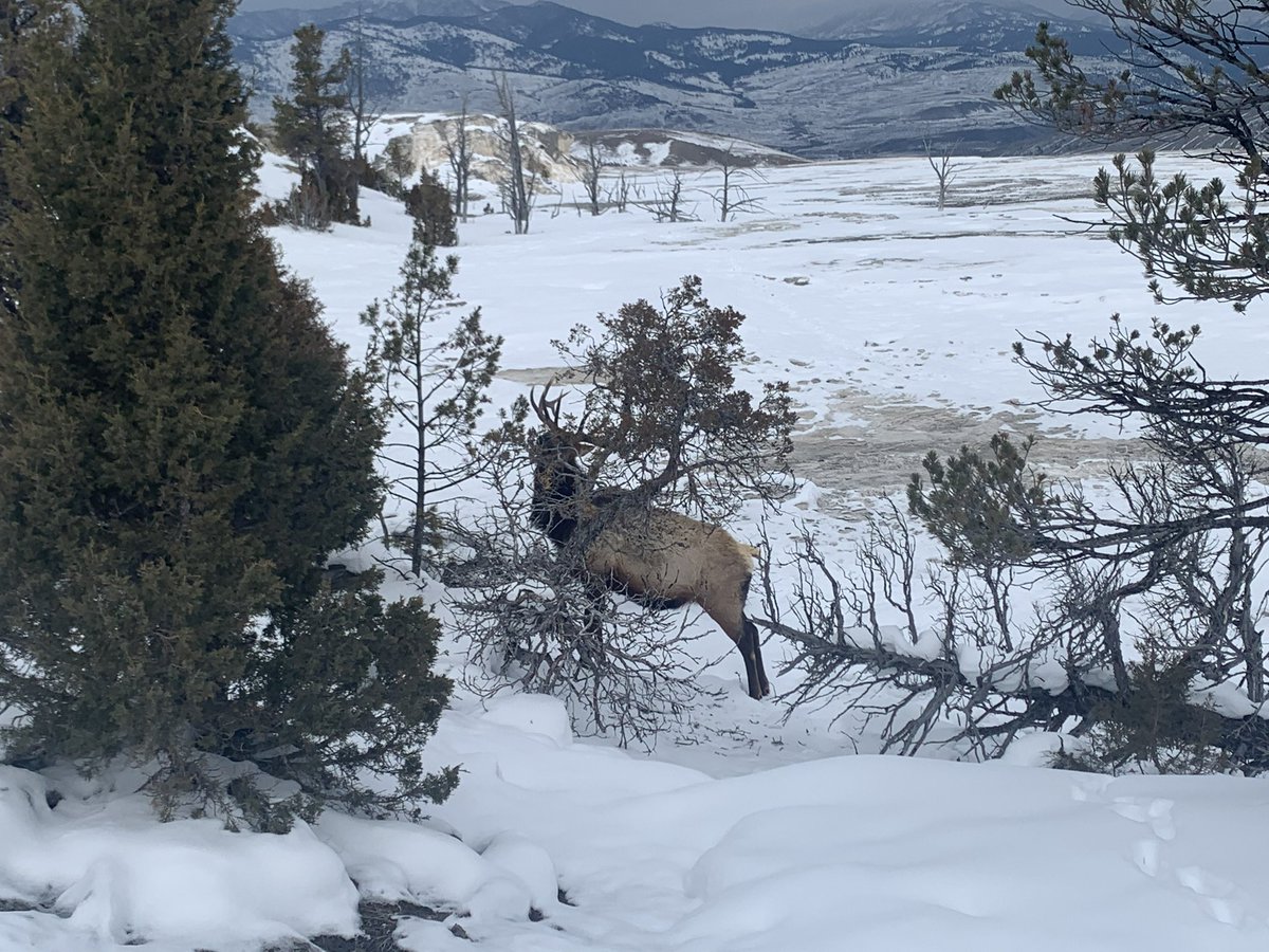 CarlPatriciaa's tweet photo. #YNP150area https://t.co/URVkONDbV8