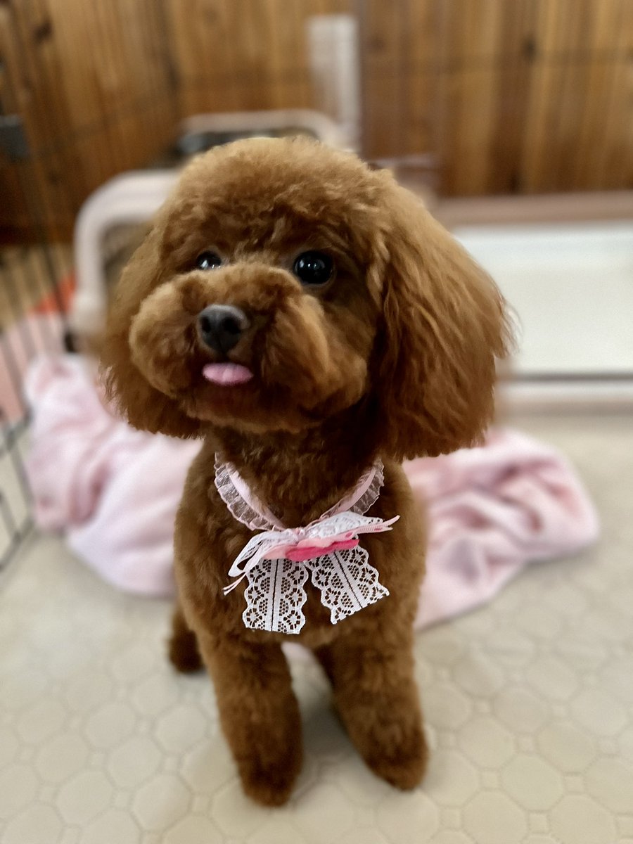 LilofTinypoo's tweet photo. トリミングに行ってきました。
主よりカット行ってます…

#犬のいる暮らし #犬のいる生活  #トイプードル #タイニープードル 
#ToyPoodle #Tinypoodle #ビビり犬 #怖がり犬

　トリミング前　　　　トリミング後 https://t.co/rHpKn9CbZl