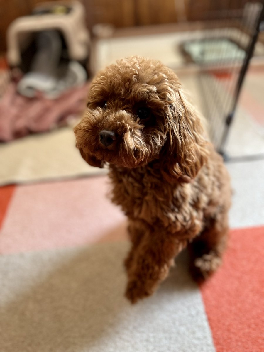 LilofTinypoo's tweet photo. トリミングに行ってきました。
主よりカット行ってます…

#犬のいる暮らし #犬のいる生活  #トイプードル #タイニープードル 
#ToyPoodle #Tinypoodle #ビビり犬 #怖がり犬

　トリミング前　　　　トリミング後 https://t.co/rHpKn9CbZl