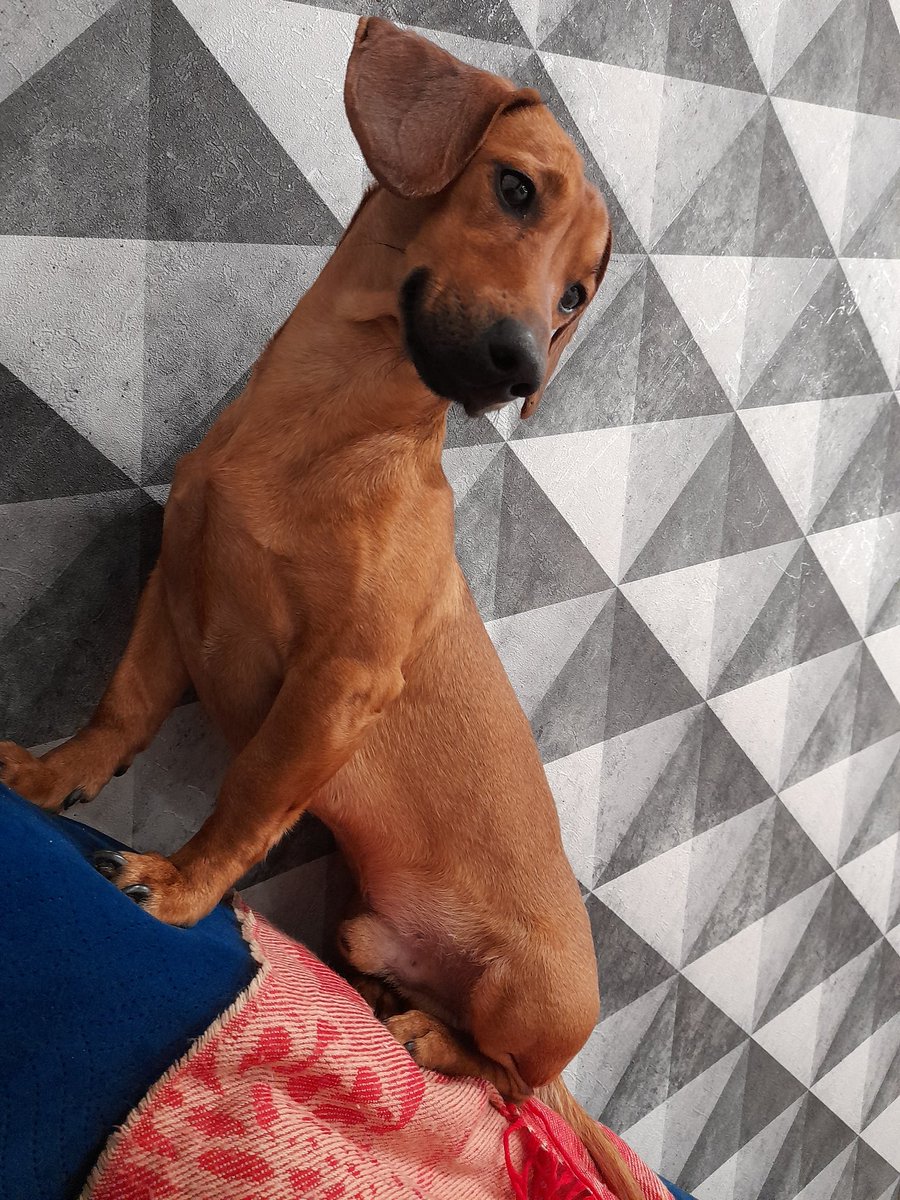 ДарьяВолодина tweet media