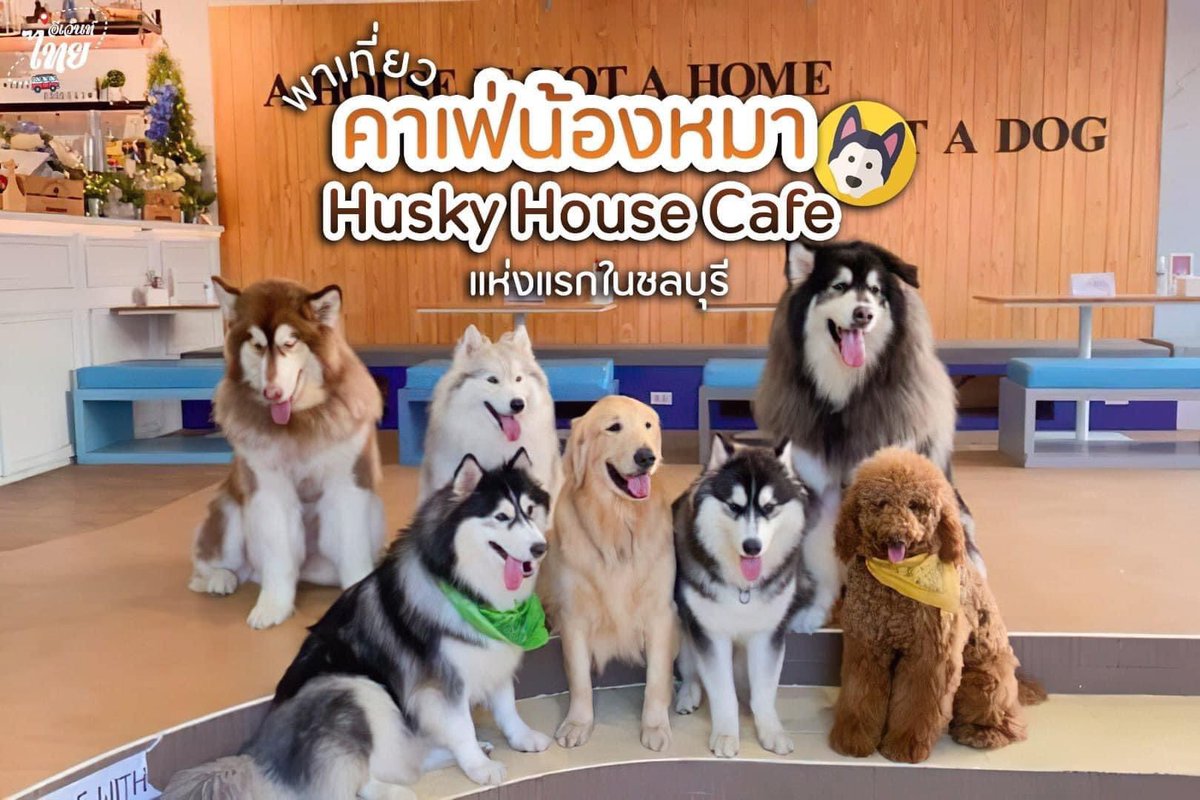 HuskyhouseC's tweet photo. มาเที่ยวกานนนนนนนนน
เปิดให้บริการจามปกติจ้า
เร่เข้ามา เร่เข้ามา
10:00-18:30 หยุดทุกวันพุธคับ
🌈ไม่เสียค่าเข้า
🌈ไม่ต้องจองล่วงหน้า
🌈น้องหมาไม่มีรอบเข้าร้าน

💙HUSKY HOUSE CAFE

#คาเฟ่หมา #คาเฟ่หมาบางแสน #คาเฟ่หมาชลบุรี  #Dogcafe #petcafe #คาเฟ่บางแสน

🧑‍💻 https://t.co/M0VeGhmBc6 https://t.co/oNOPxx7ei0