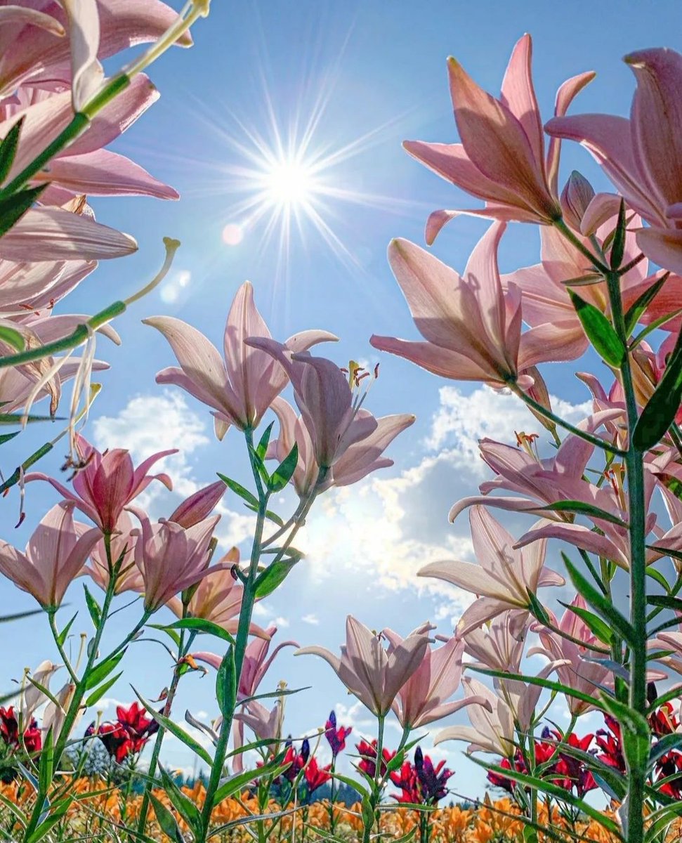 irina3529's tweet photo. Good morning..🌸🦋 https://t.co/teAcxpIBaM