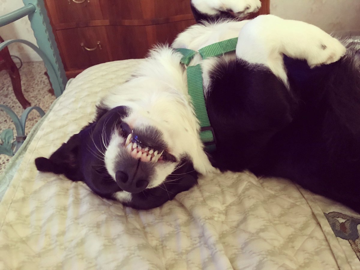 Just smile 
#LoveYourPetDay #dog #doggo #doglife #pet #smile #SundayMorning
