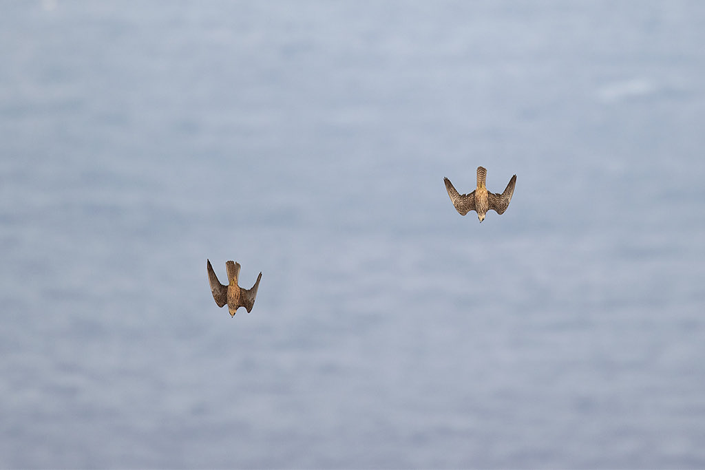 BirdsInFlight's tweet image. Some new Eleonora’s Falcon pictures on our page.
Many thanks to our friend Bouke Atema!
&amp;gt;&amp;gt;&amp;gt; birds-in-flight.net/?p=9517

#birdmigration #birdID #birdIDguide #vismig #falcon #raptor #stopfalconpoaching