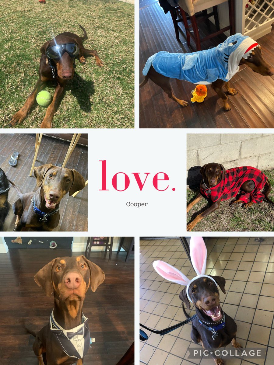 riscogirl's tweet photo. @KTLAWeekendAM @kaceymontoya @mester_mark Our rescue boys Maverick (RIP) and Cooper. The best pups anyone could ever ask for. These two characters love nothing more than spreading love to everyone they met/meet. #Doberman #AdoptDontShop @mester_mark @LynetteRomero https://t.co/9PPURRnb5z