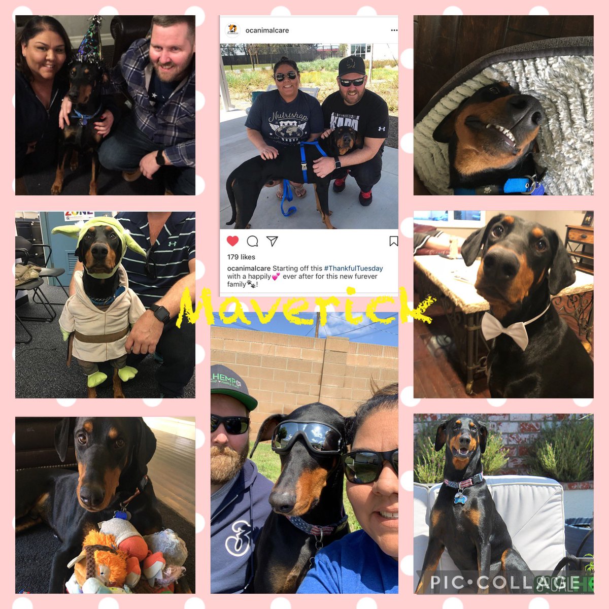 riscogirl's tweet photo. @KTLAWeekendAM @kaceymontoya @mester_mark Our rescue boys Maverick (RIP) and Cooper. The best pups anyone could ever ask for. These two characters love nothing more than spreading love to everyone they met/meet. #Doberman #AdoptDontShop @mester_mark @LynetteRomero https://t.co/9PPURRnb5z