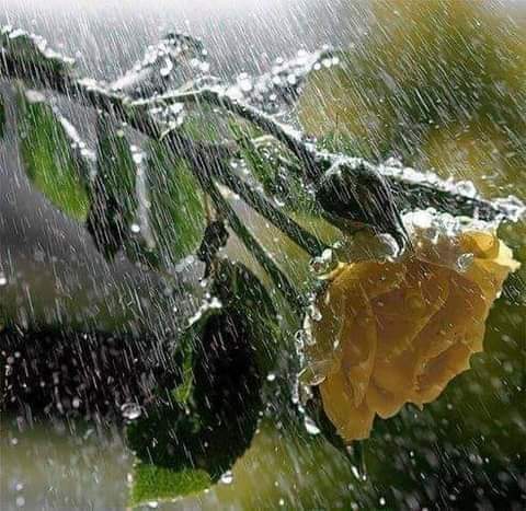 مرحبًا أيها الصباح الماطر ...
لدي انتماء نحوك، ،وكأنك تُمطر من أعماقي 

صباح الخير ♥️