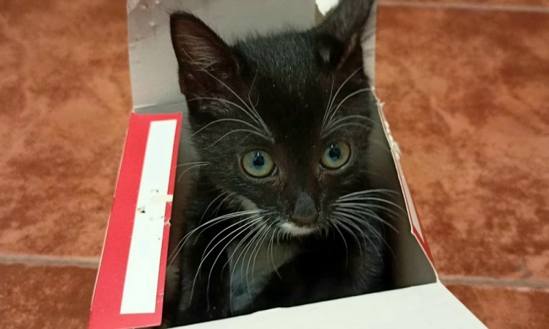 “Projecte gat” segueix treballant a Sant Feliu de <a href="/Guixols/">Ajuntament SFG</a> per gestionar i controlar les colònies de gats: revistabaixemporda.cat/projecte-gat-s…