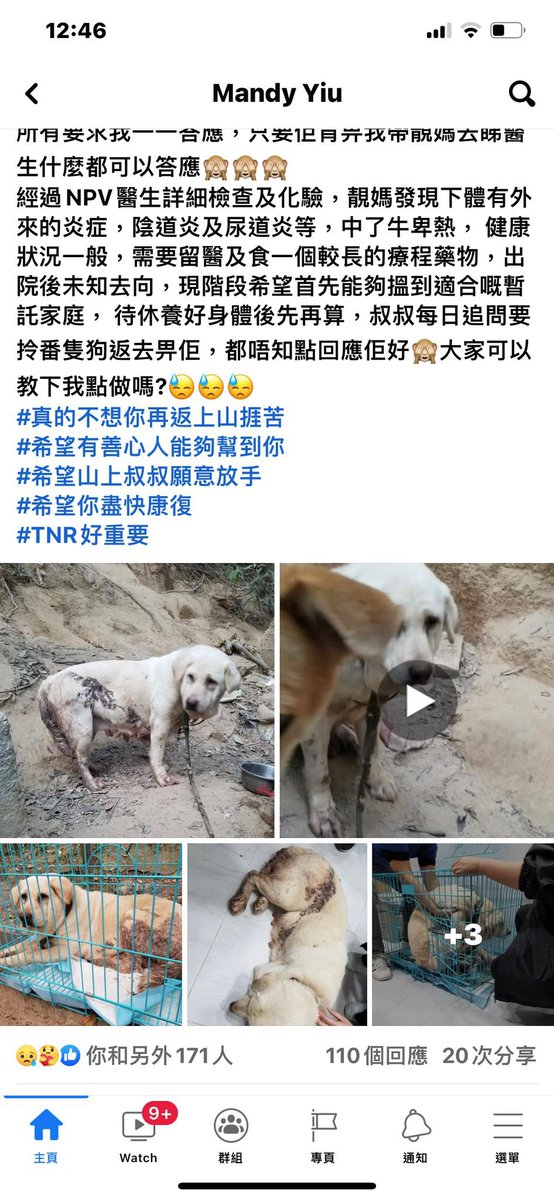 llau128's tweet photo. #幫忙 #香港流浪狗隻 #義工收留 #🙏🏻 https://t.co/NOP3shZDPH