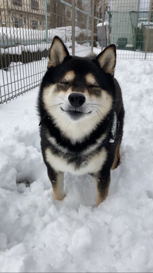 雪かき辛いが 見れるこの笑顔 飼い主さんを ニッコリ 励ます黒柴ワンコに癒やされる人続出 ねとらぼ