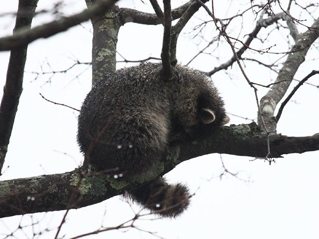 DailyRaccoons2's tweet photo. Day 350 of posting daily raccoons https://t.co/ot9QP88nbj
