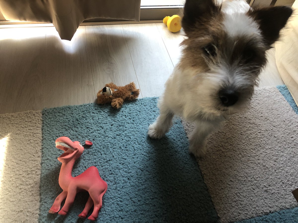 壊すの早すぎる😭
開始5分の悲劇
#ジャックラッセルテリア
#犬のいる生活