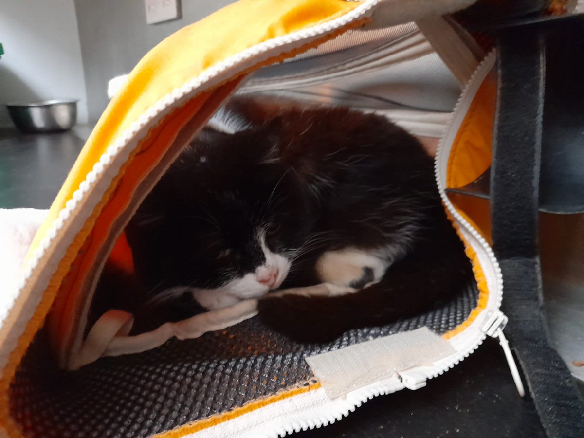 B_J_Sherriff's tweet photo. An Apiarist hood makes a cosy place for a cat nap! #apiaristhood #bees #catnap #charliecat #cosycat #beehood #beeveil #beesuit #apiaristbeesuit โฆ@B_J_Sherriffโฉ https://t.co/VkoHqF5HAE