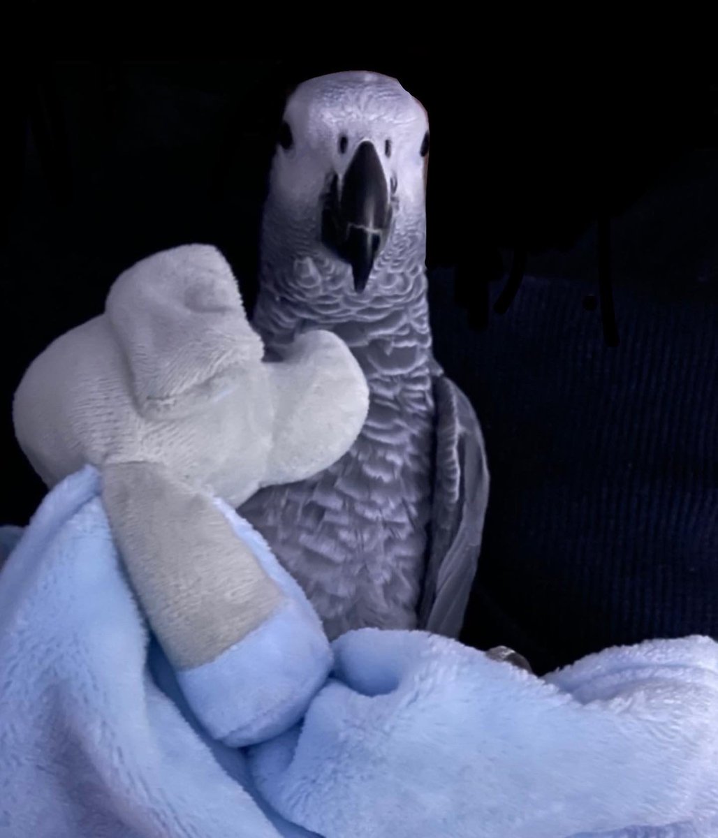 GraysonTheGrey's tweet photo. Snuggles with my super soft elephant comforter #parrot #africangrey #parrotsoftwitter #comforter #blanky #elephant #chilledbaby https://t.co/yWRVDGzTb1