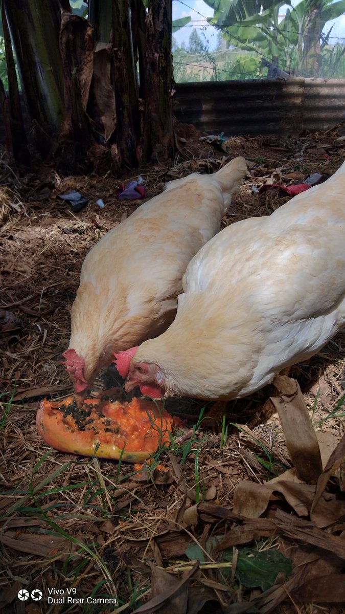 We raised organic chicken not for meat. They don't eat feeds with chemicals. They ate only organic grains,  fruits, grasses and veggies. They're healthy like us... 
@#DoalnaraOasisFarm 
#pureorganic #healthylifestyle 
Sharing short vid you.tube/dr_TO-K8T8c