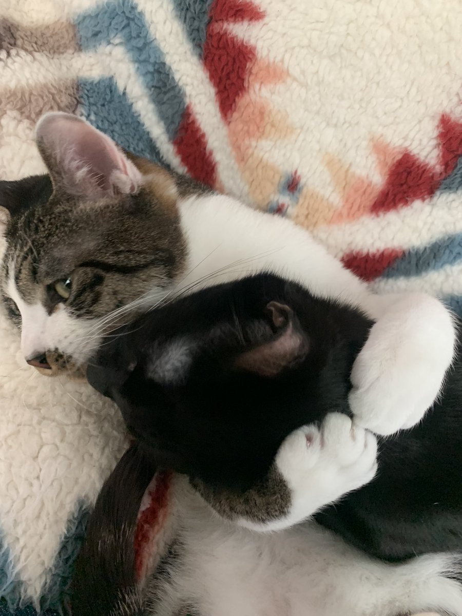 tnsdisk's tweet photo. ぎゅー😍❤️

#ジアチル
#ねこ
#ねこのいる生活
#兄弟ねこ🐈‍⬛🐈
#保護猫
#双子ねこ
#ぎゅー
#ぎゅー猫
#仲良しアピール https://t.co/Rbu9Nig6et