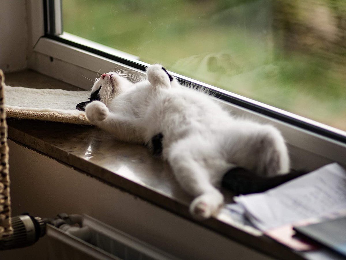 Котик убаюкивает кошку фото. Relaxing cat. Котик для успокоения картинка. Уличные кошки полосатые. Расслабленный котик.