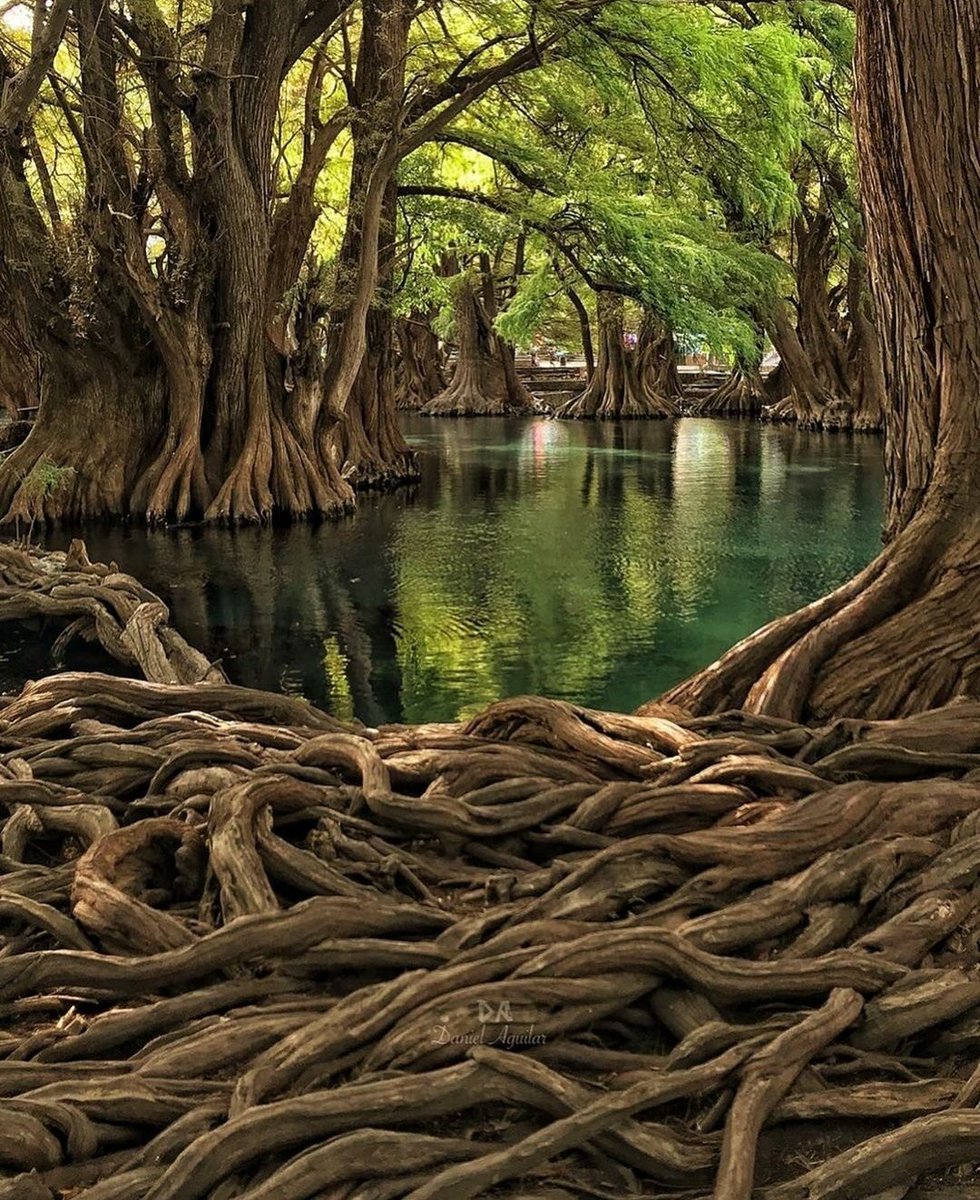 Fateme_14's tweet photo. Happy Sunday 💚

#NatureBeauty #NaturePhotography https://t.co/4ZaNJTC6Qr