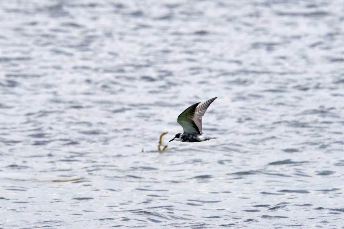 BirdsInFlight's tweet image. Some new Black Tern and Eurasian Coot pictures now online.
&amp;gt;&amp;gt;&amp;gt; birds-in-flight.net/?p=836
&amp;gt;&amp;gt;&amp;gt; birds-in-flight.net/?p=9553

#birdmigration #birdIDguide #vismig #birdsinflight #bif