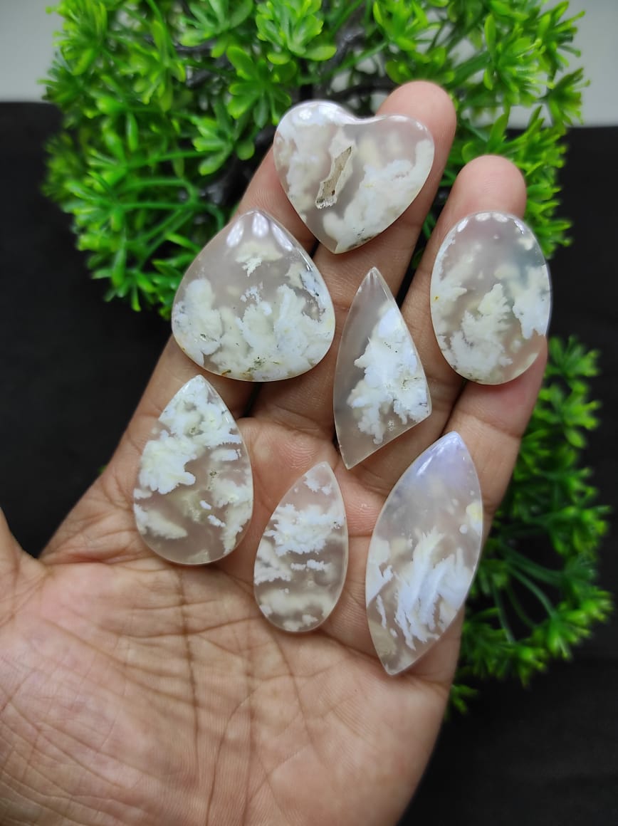 DzoelStone's tweet photo. Cabs plume white , is anyone interested? https://t.co/XVPTy5zSNG