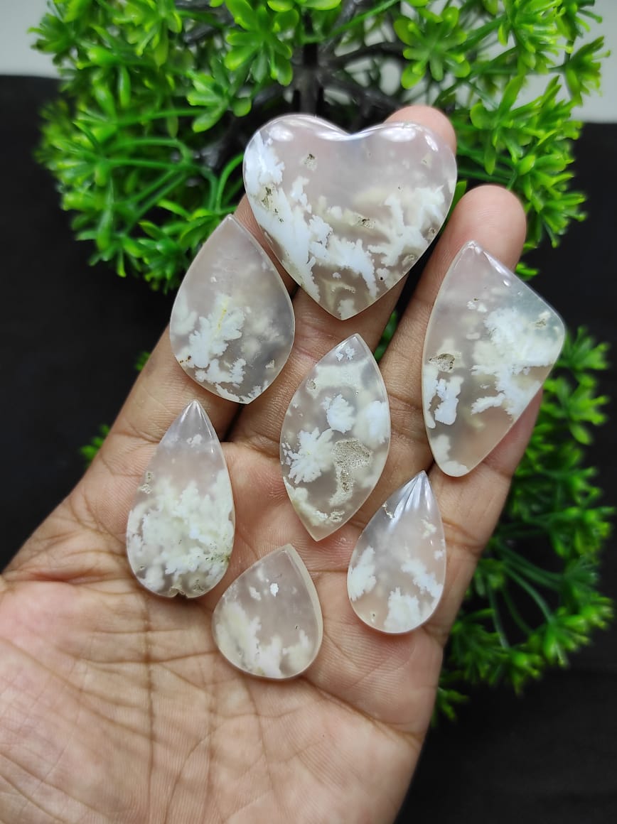 DzoelStone's tweet photo. Cabs plume white , is anyone interested? https://t.co/XVPTy5zSNG
