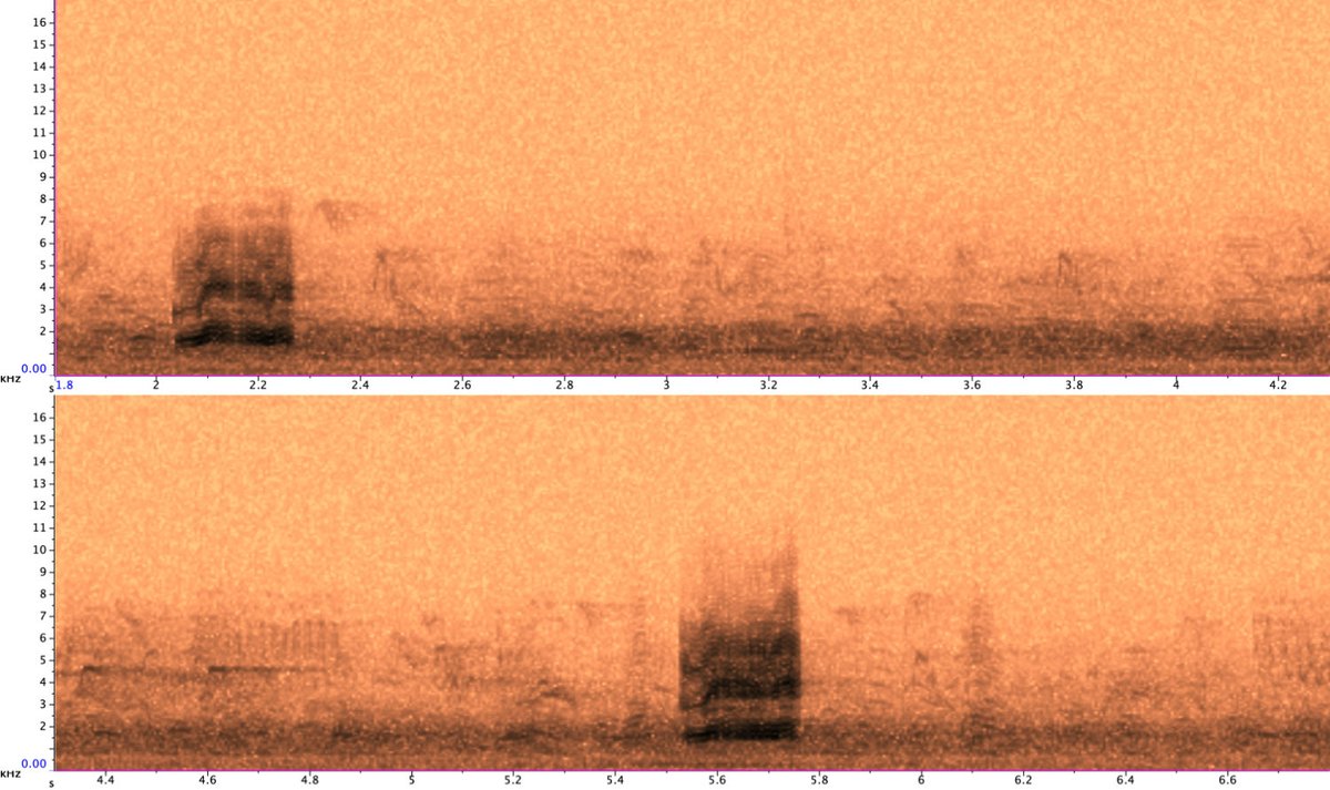 BirdsInFlight's tweet image. The sounds for some geese species were completely renewed.
PfG &amp;gt;&amp;gt;&amp;gt; birds-in-flight.net/?p=1841
GWfG &amp;gt;&amp;gt;&amp;gt; birds-in-flight.net/?p=604
SG &amp;gt;&amp;gt;&amp;gt; birds-in-flight.net/?p=1420
BhG &amp;gt;&amp;gt;&amp;gt; birds-in-flight.net/?p=967
Both Bean and Greylag Goose will follow soon!

#birdmigration #birdIDguide #flightcall #nfc
