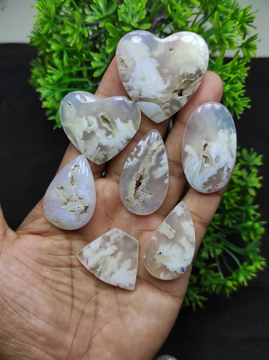 DzoelStone's tweet photo. Cabs plume white , is anyone interested? https://t.co/XVPTy5zSNG