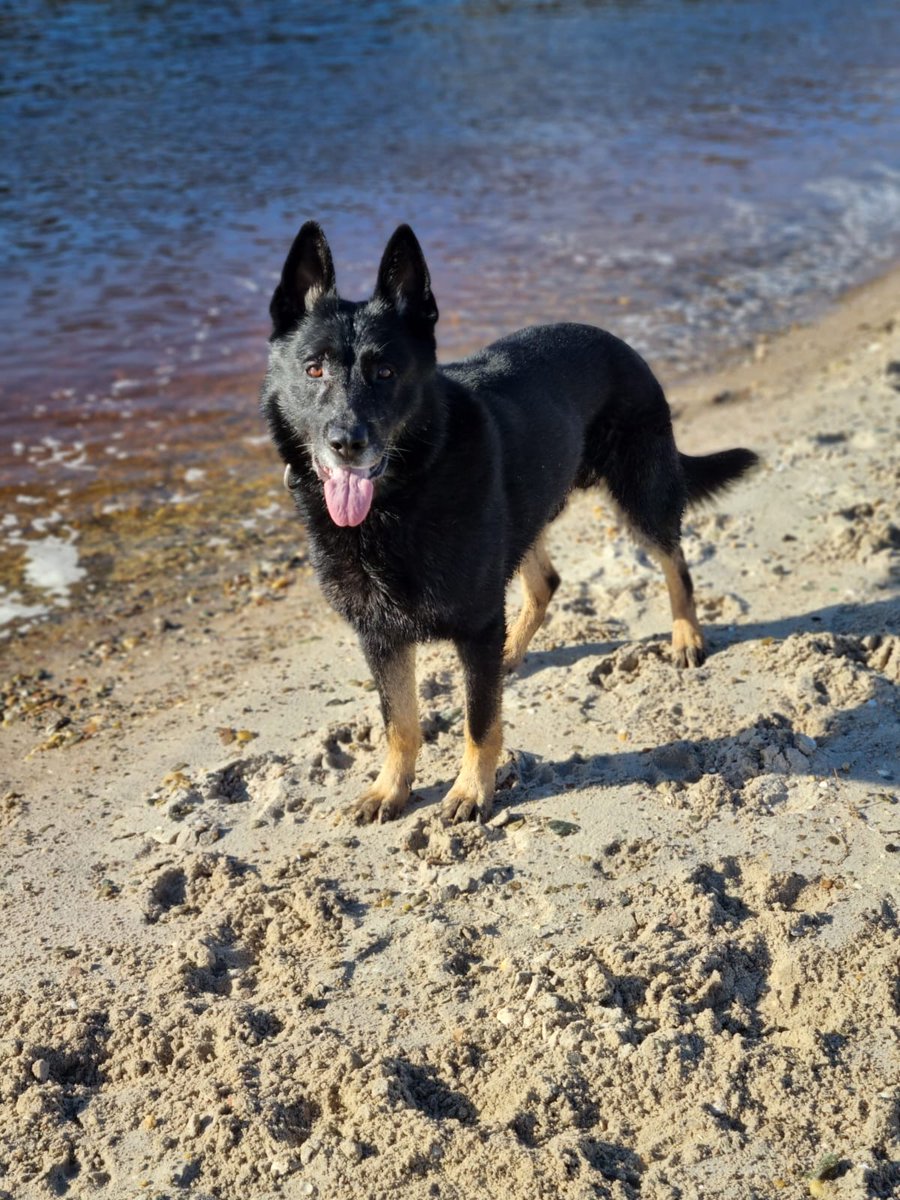 PSOSDogs's tweet image. Report of a man breaking into HGVs in a secure yard. Officers attend &amp;amp; search for the suspect but can’t find him. #PDBodie arrives and hunts him down🤩 There is no escaping a Police Dogs nose!
#OneArrested
#GoodBoyBodie 🐾🏴󠁧󠁢󠁳󠁣󠁴󠁿